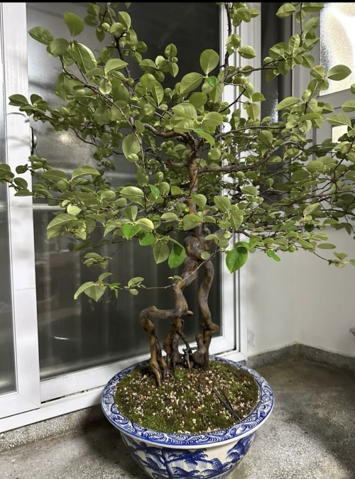 모과분재